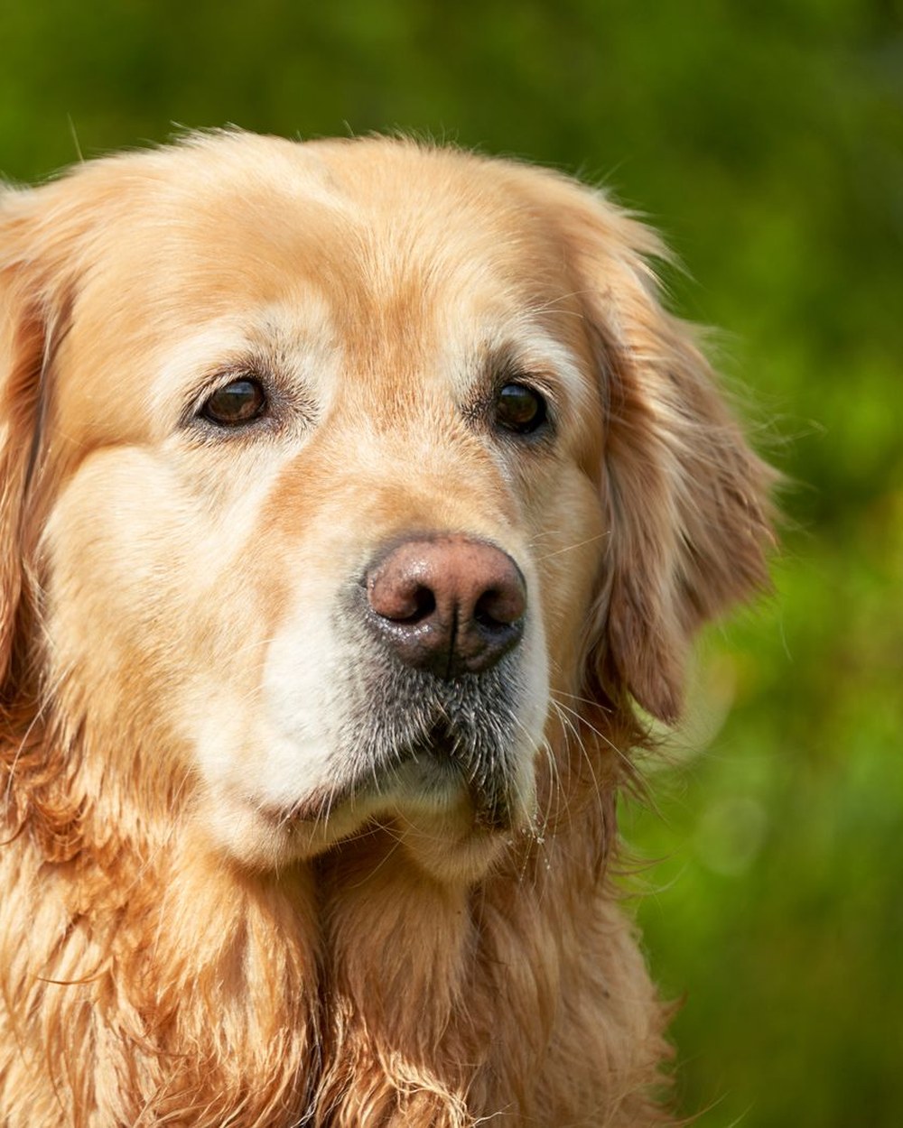 Illustrative pet photo used for a comparison layout